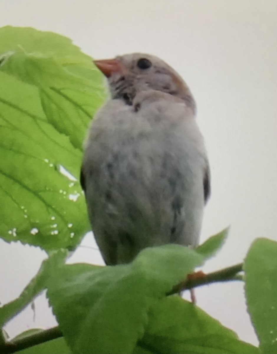 Field Sparrow - ML638714259