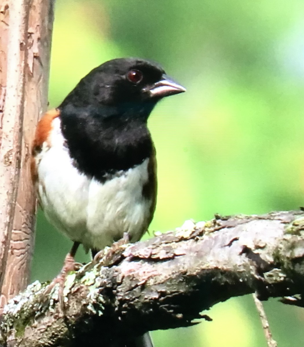 Eastern Towhee - ML638714264