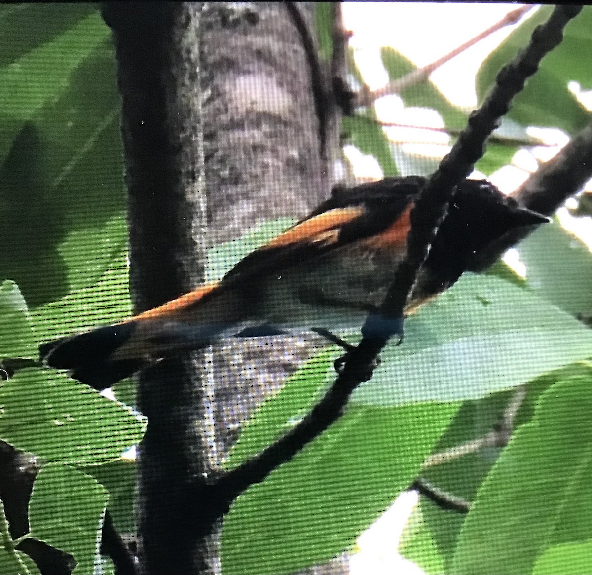 American Redstart - ML638714271