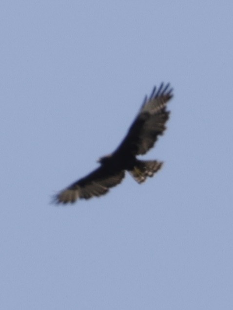 Short-tailed Hawk - ML638714277