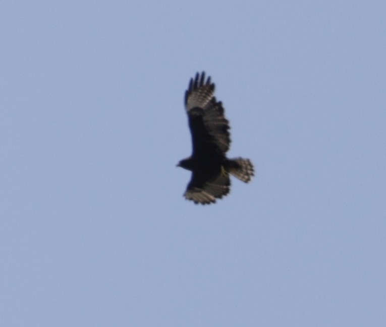 Short-tailed Hawk - ML638714278