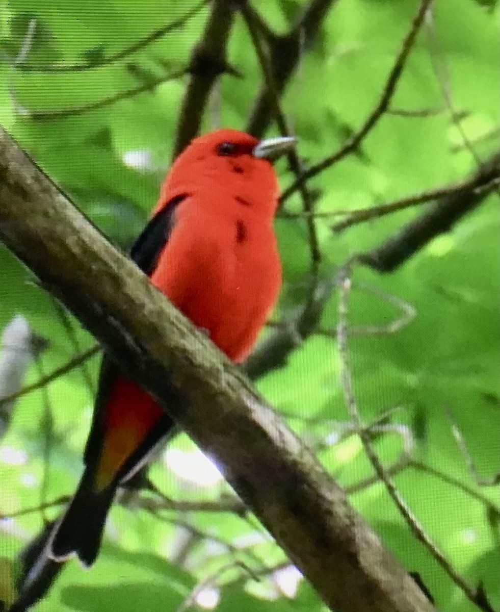 Scarlet Tanager - ML638714280