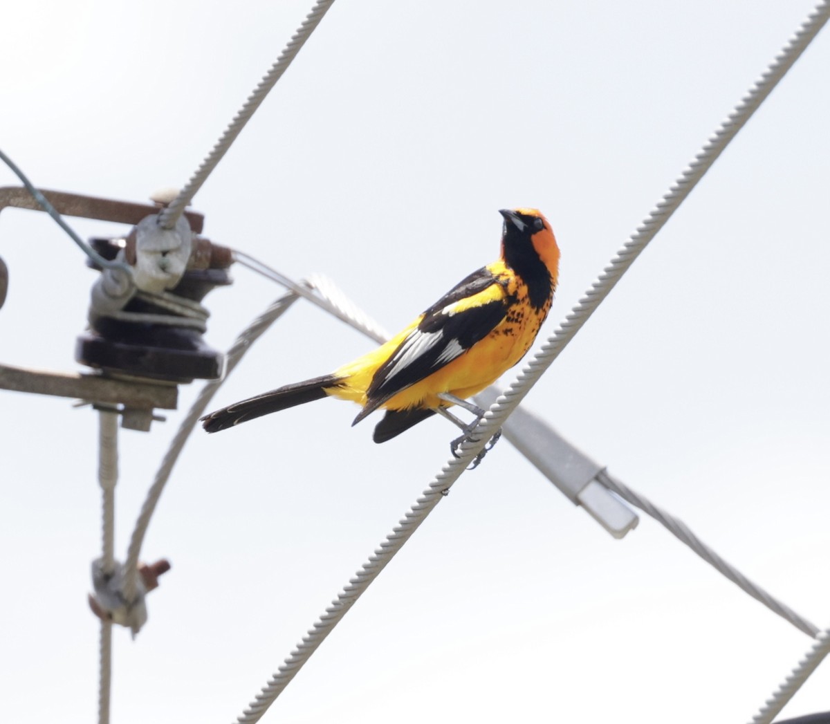 Spot-breasted Oriole - ML638714285