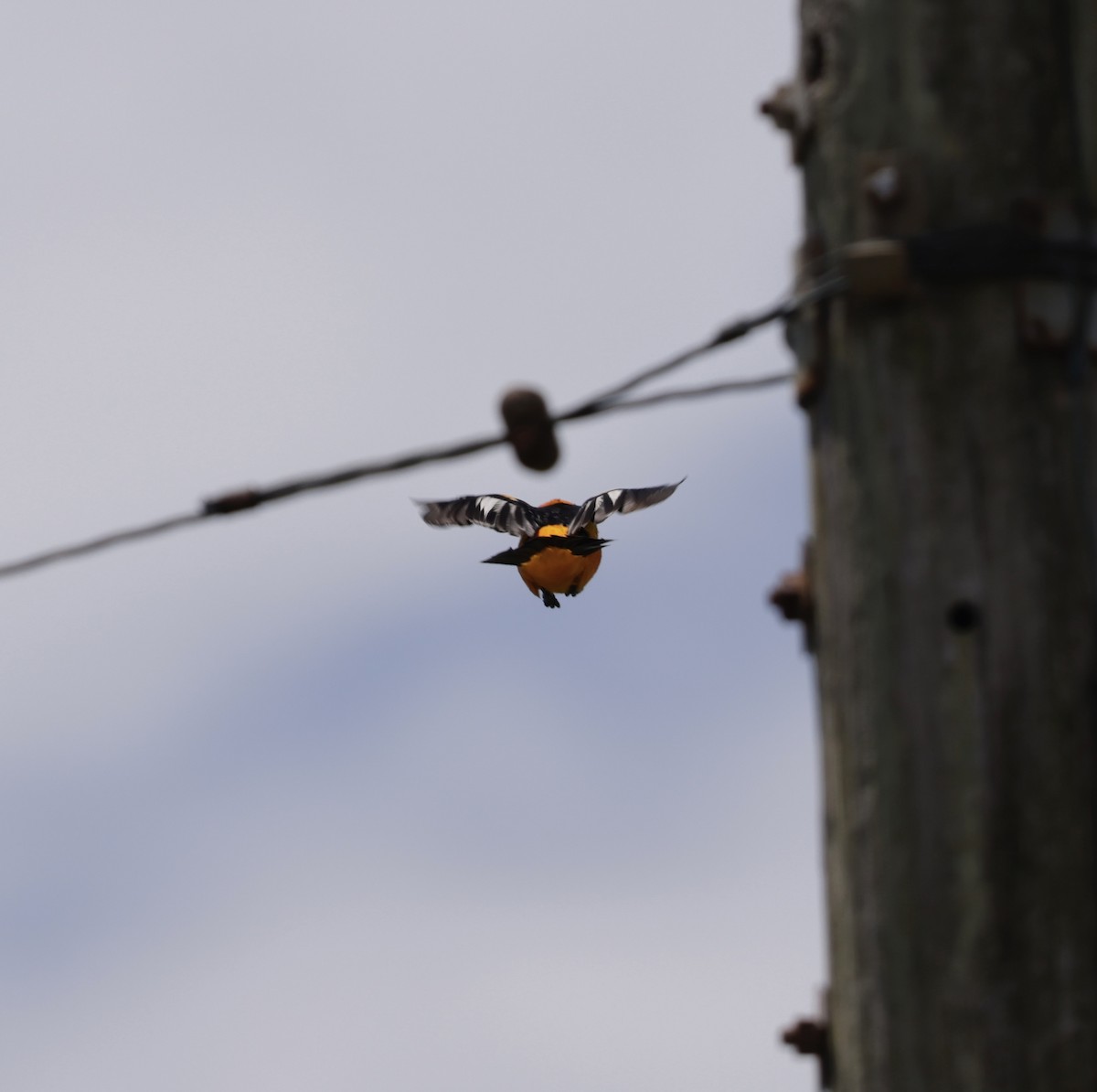 Spot-breasted Oriole - ML638714286