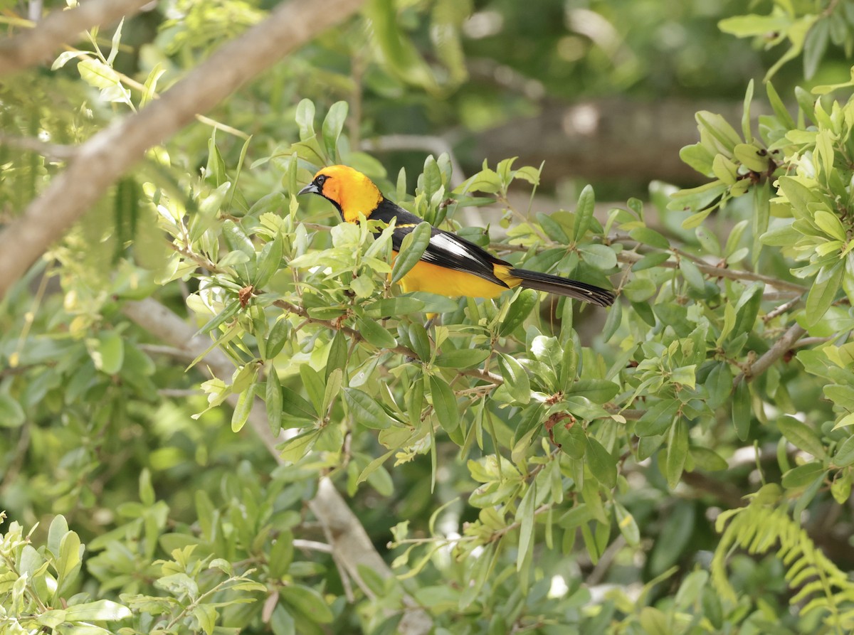 Spot-breasted Oriole - ML638714287