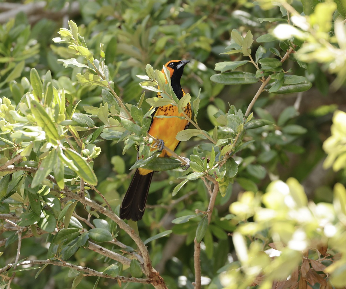 Spot-breasted Oriole - ML638714288