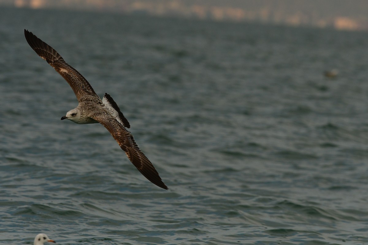 Armenian Gull - ML638714316
