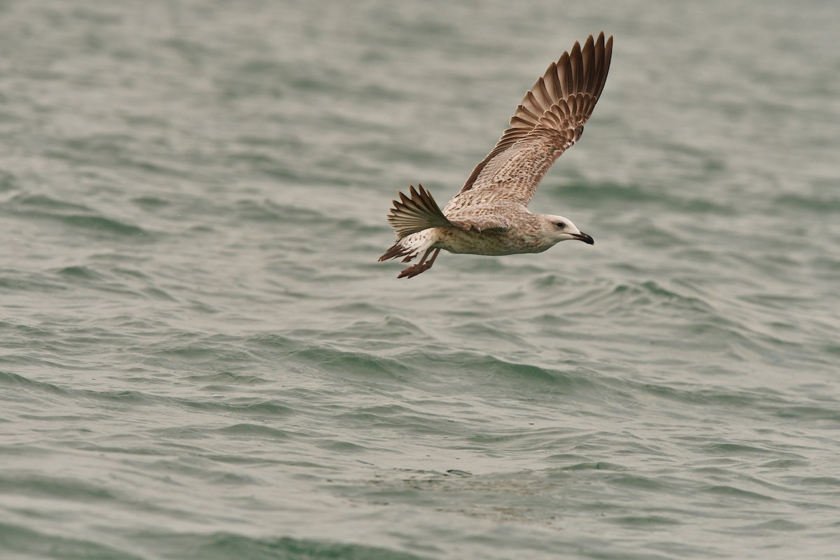 Armenian Gull - ML638714317