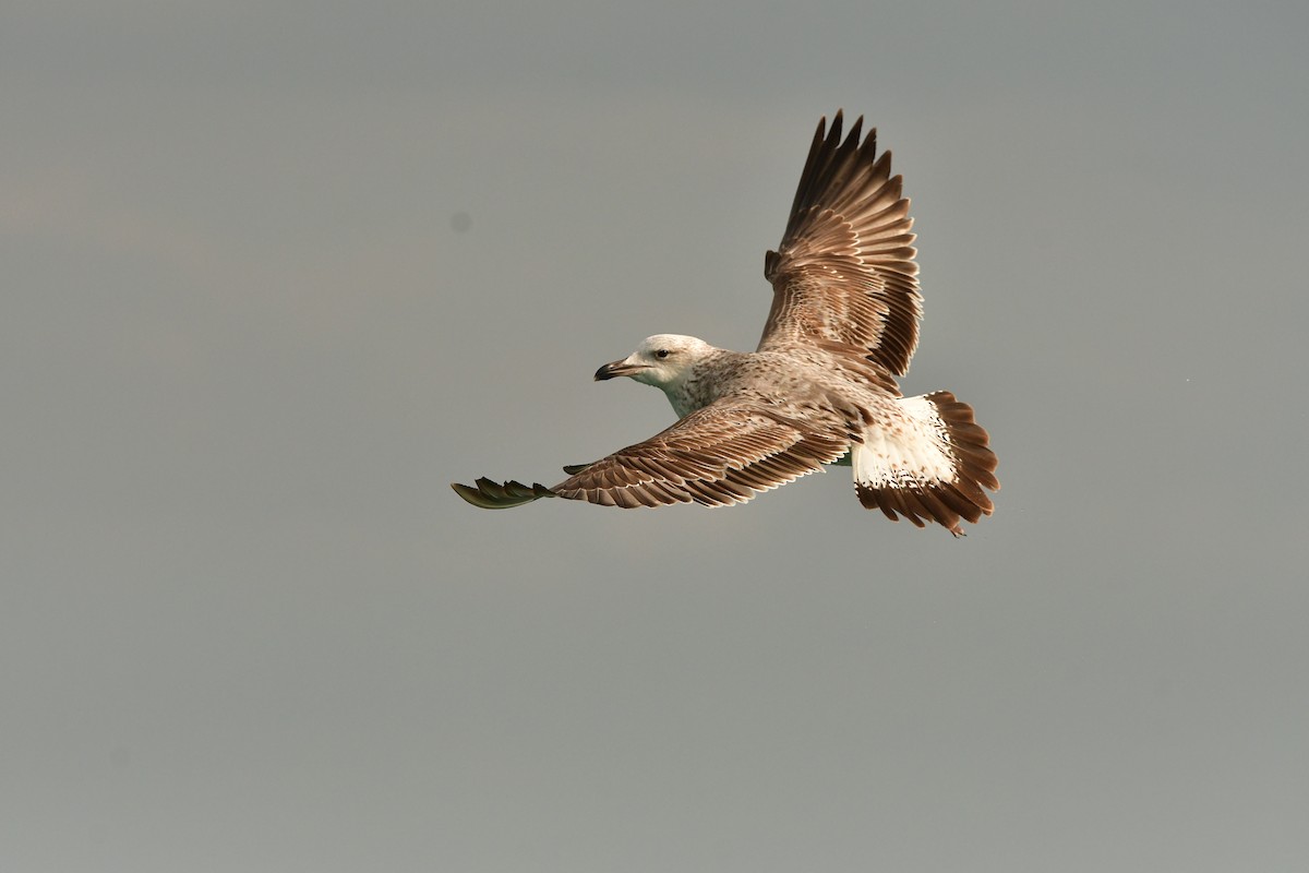 Armenian Gull - ML638714319