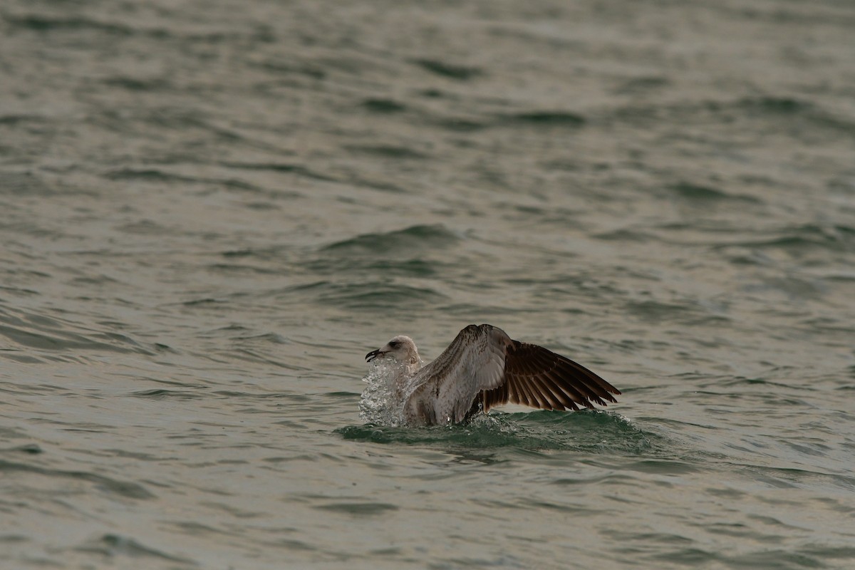 Armenian Gull - ML638714320