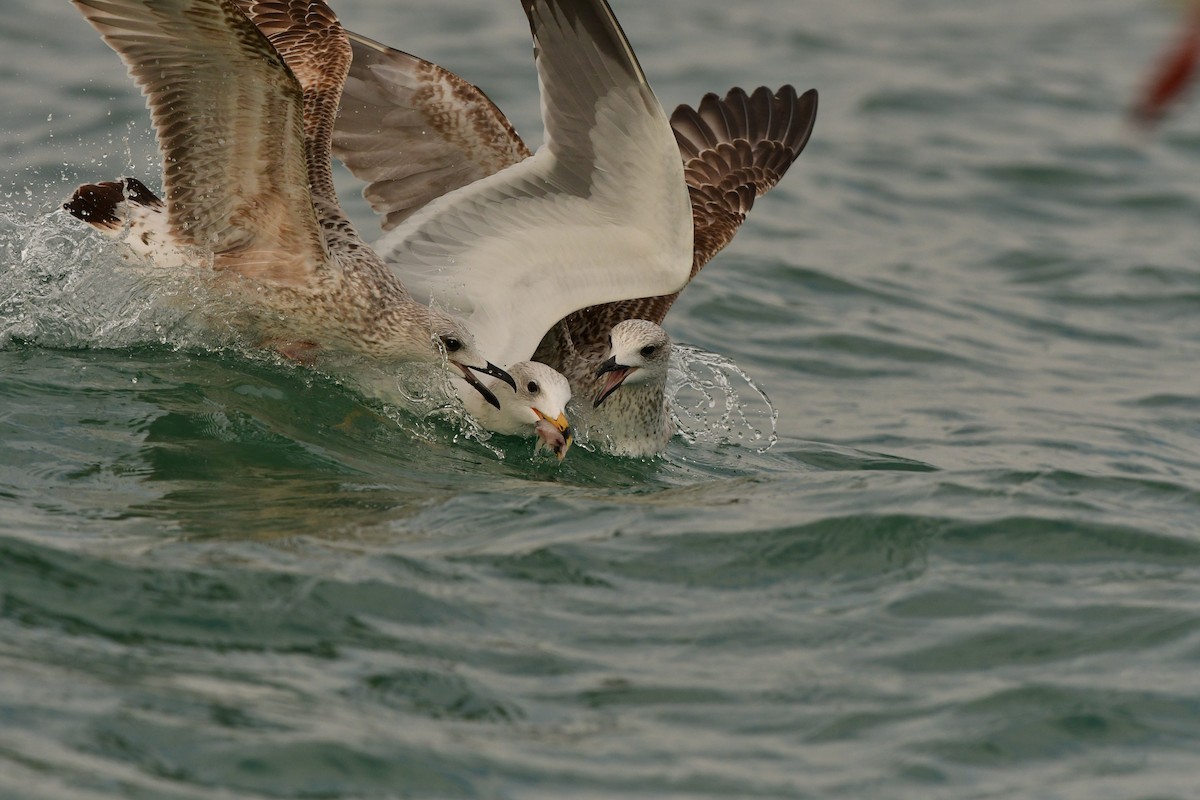 Armenian Gull - ML638714321