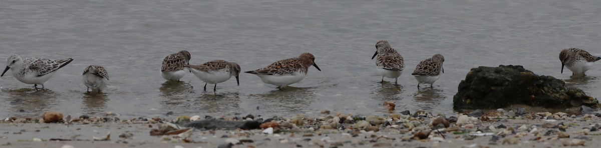 Semipalmated Sandpiper - ML638714338