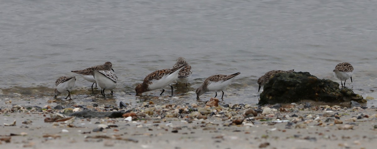 Semipalmated Sandpiper - ML638714350