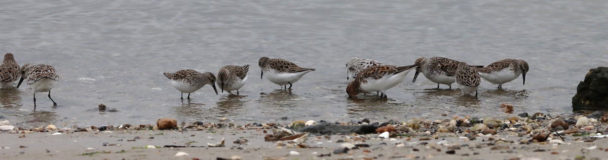 Semipalmated Sandpiper - ML638714360