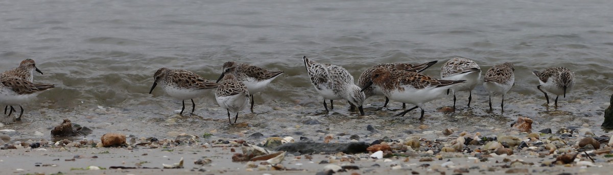 Semipalmated Sandpiper - ML638714365