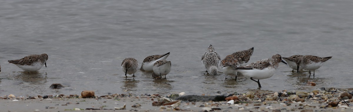 Semipalmated Sandpiper - ML638714376