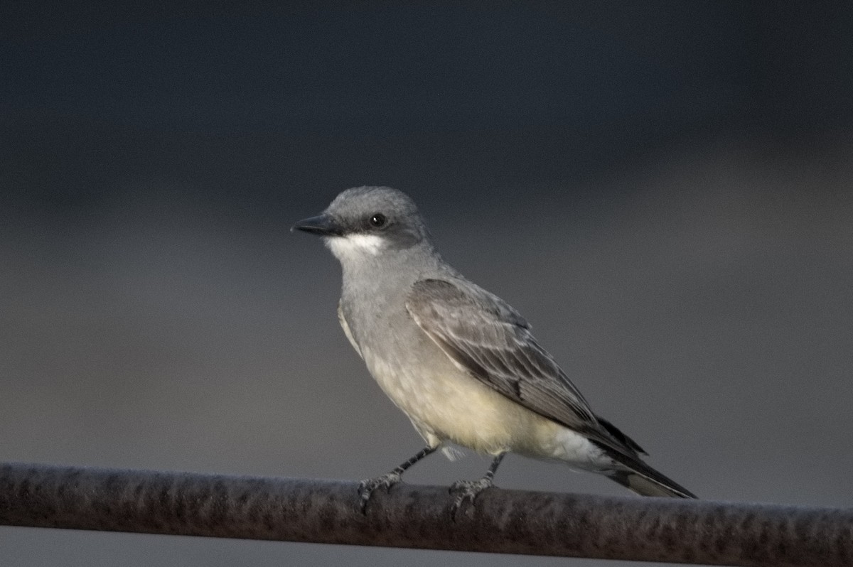 Cassin's Kingbird - ML638714387