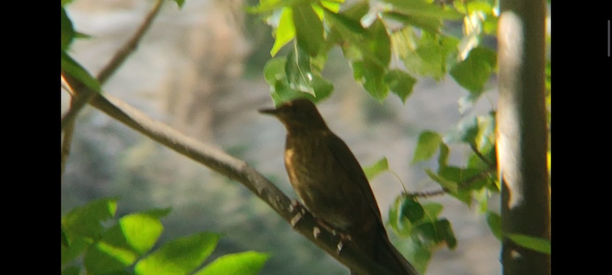 Eurasian Blackbird - ML638714389