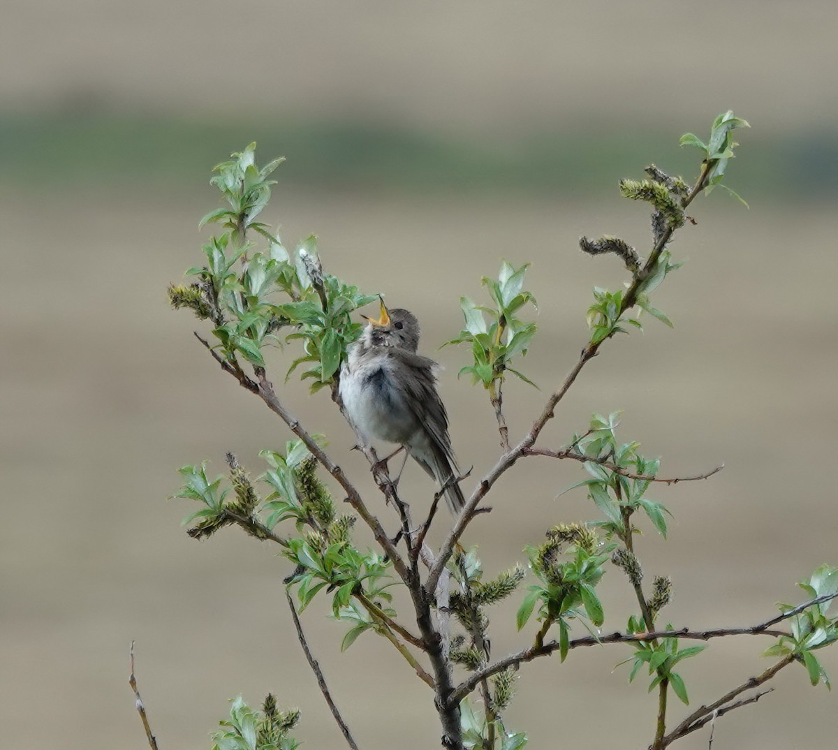 Grauwangen-Musendrossel - ML638714392
