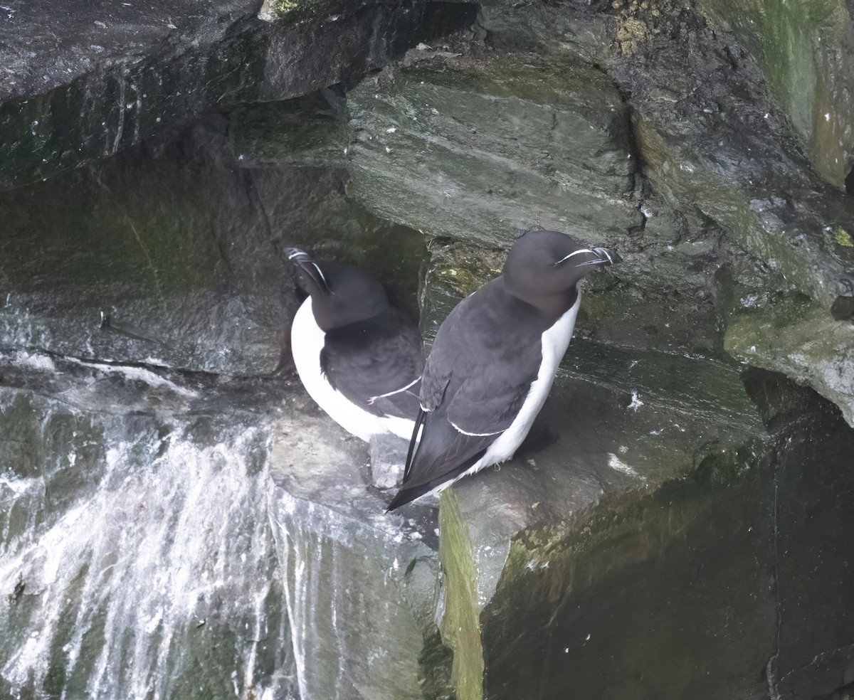 Gazza marina - ML638714419