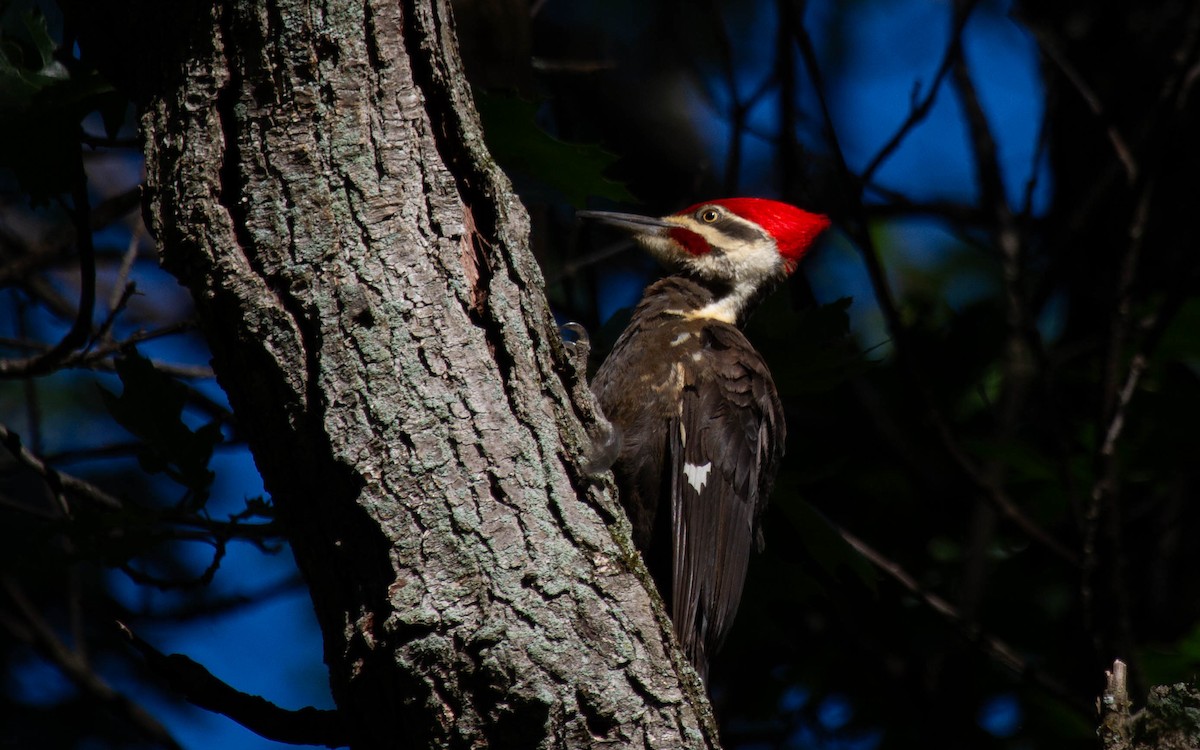 Pileated Woodpecker - ML638714421