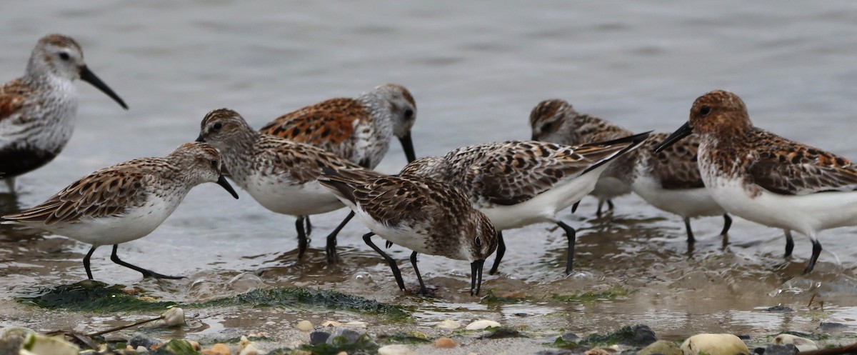 Semipalmated Sandpiper - ML638714437