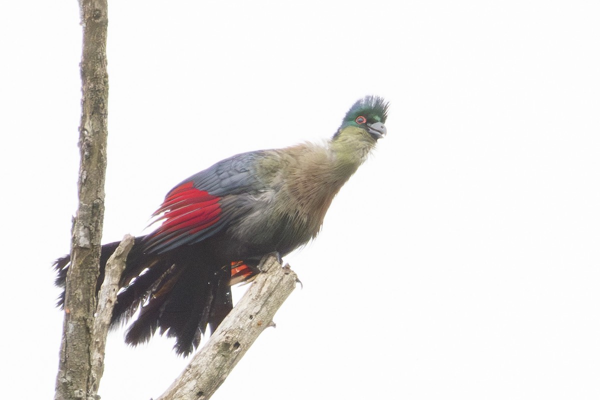 Purple-crested Turaco - ML638714459