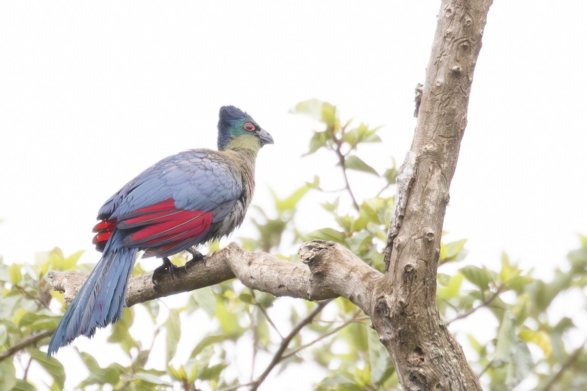 Purple-crested Turaco - ML638714464