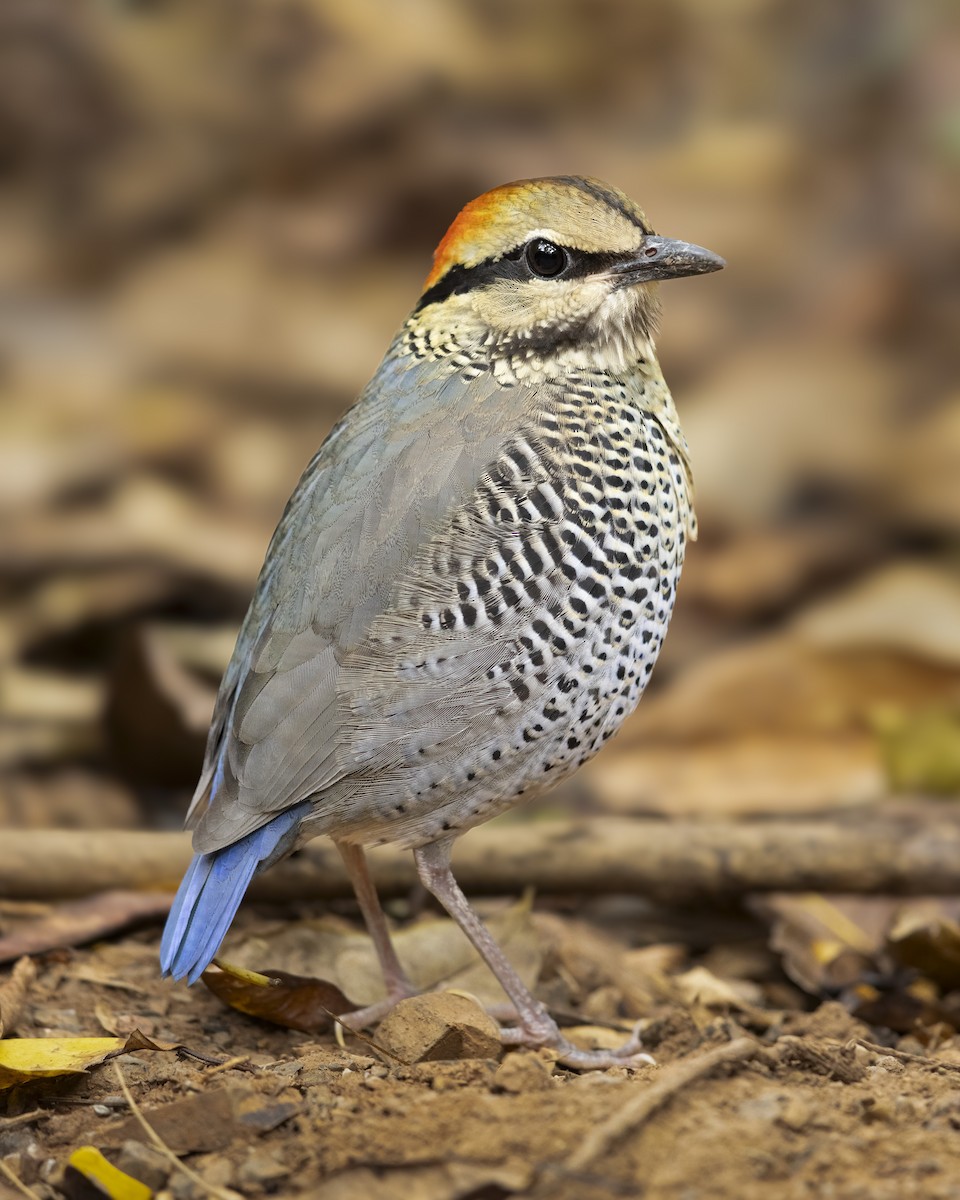 Blue Pitta - ML638714474