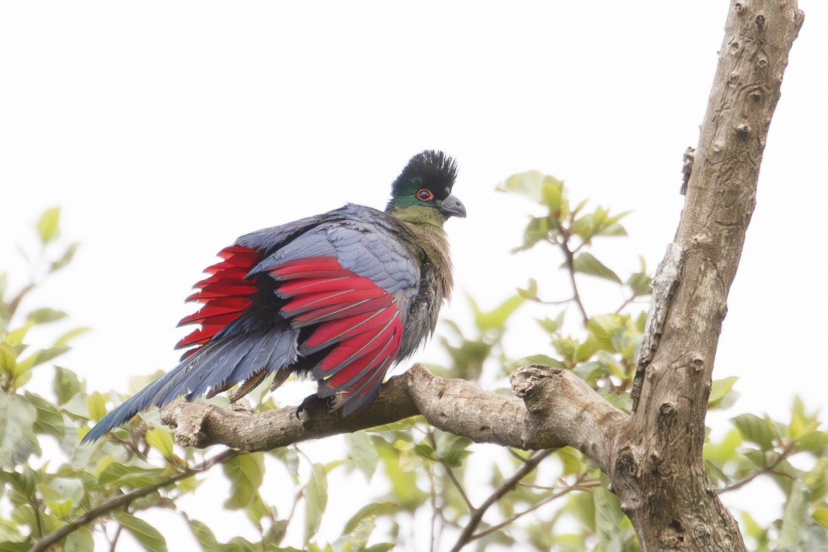 Purple-crested Turaco - ML638714479