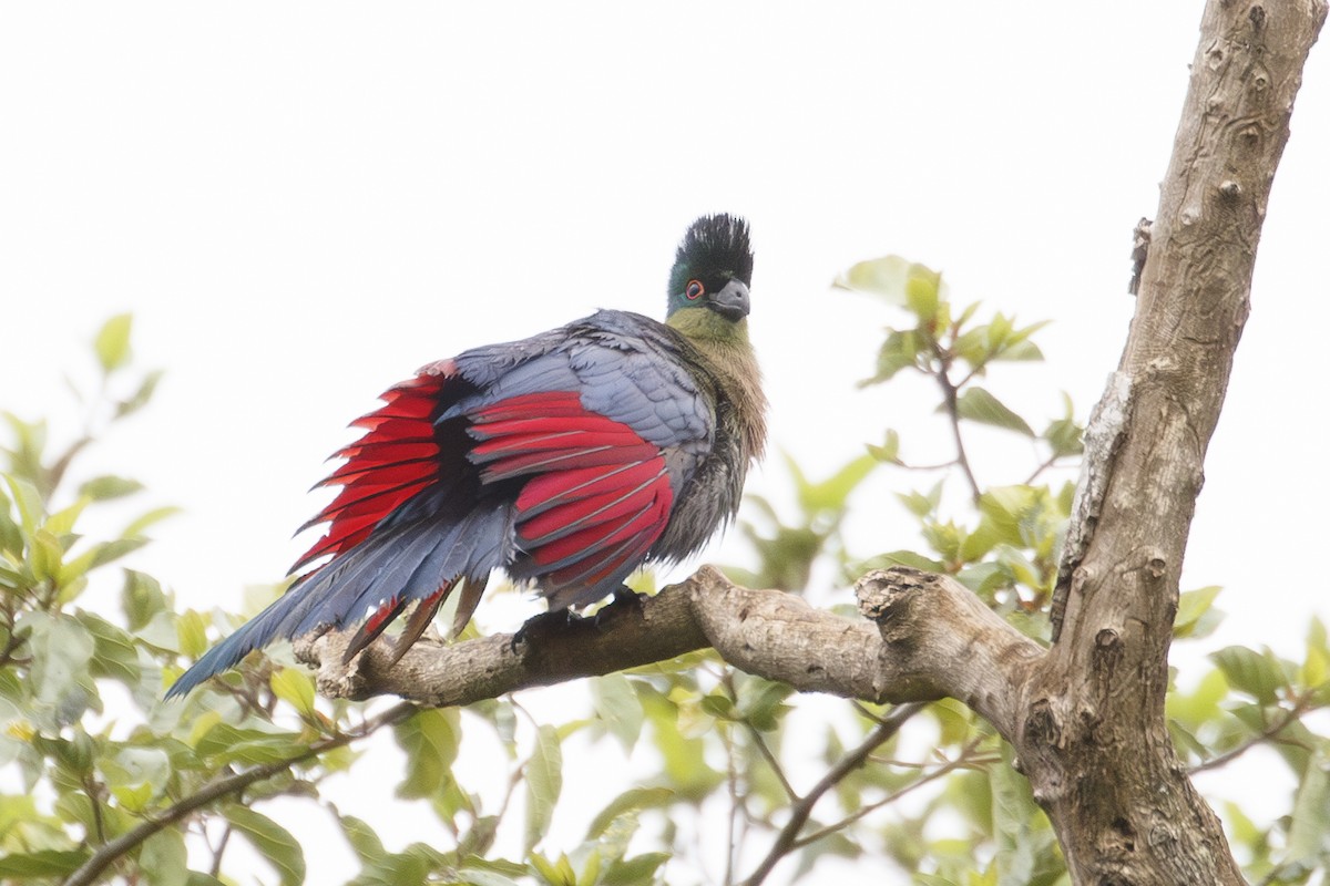 Purple-crested Turaco - ML638714483