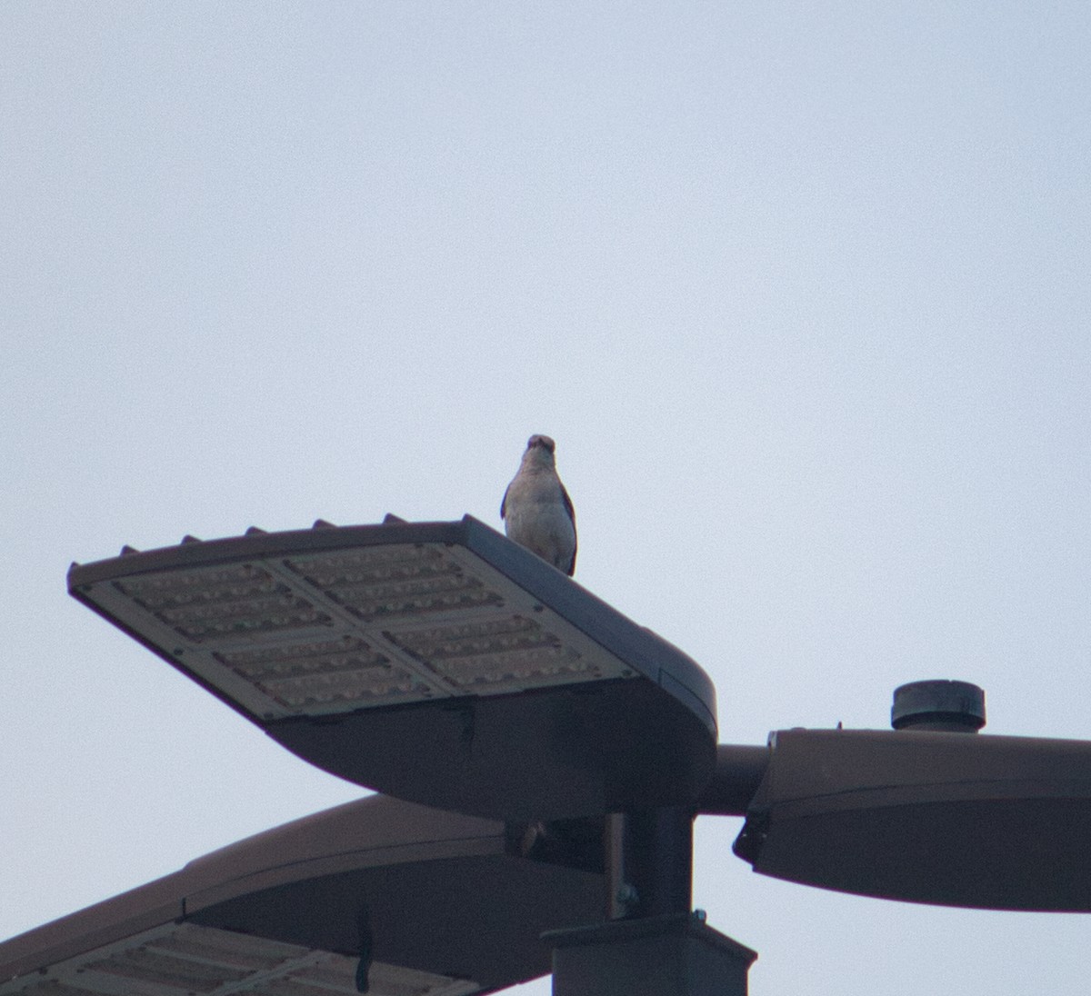 Northern Mockingbird - ML638714486