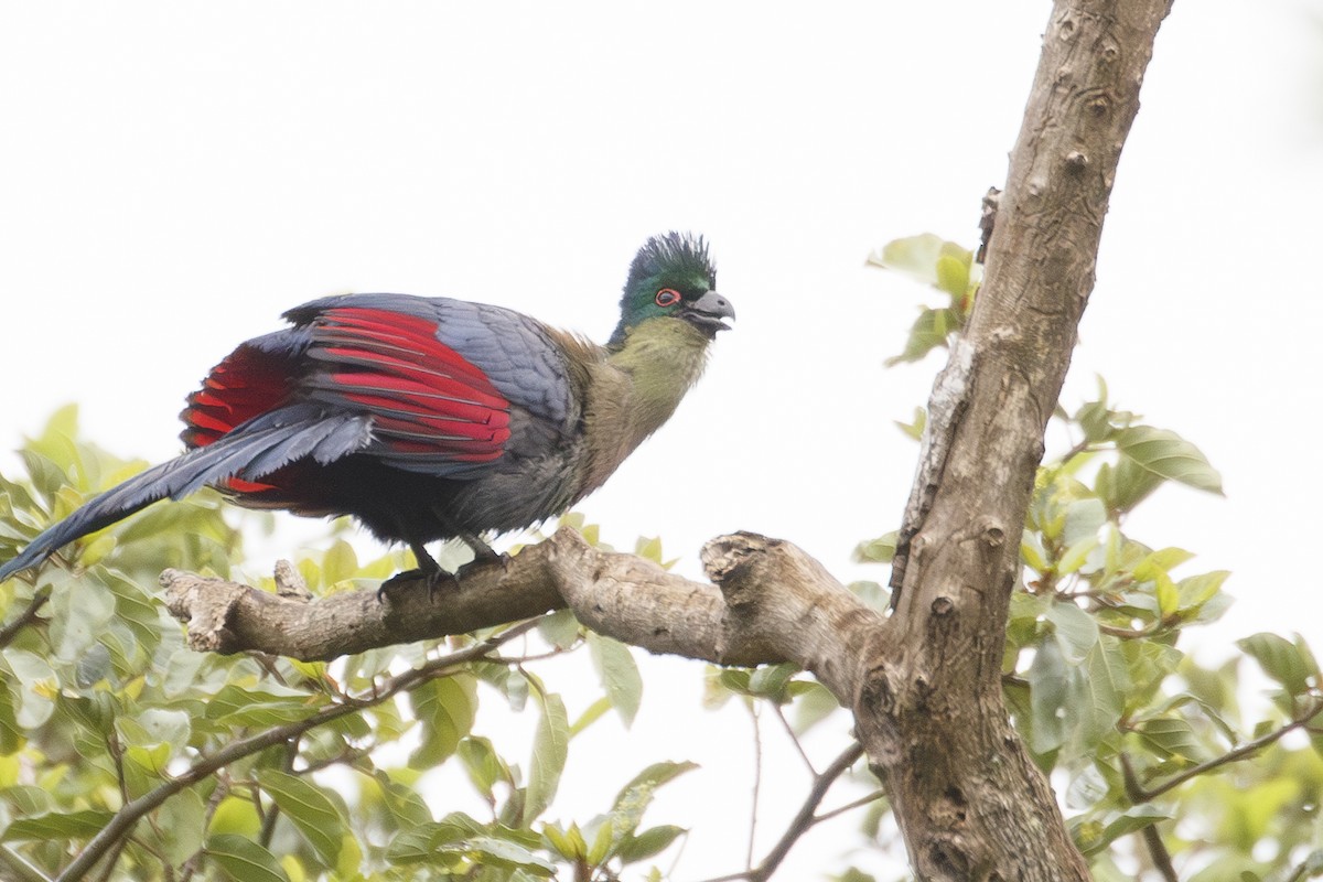 Purple-crested Turaco - ML638714487