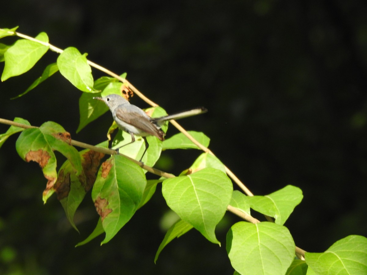 Blue-gray Gnatcatcher - ML638714499