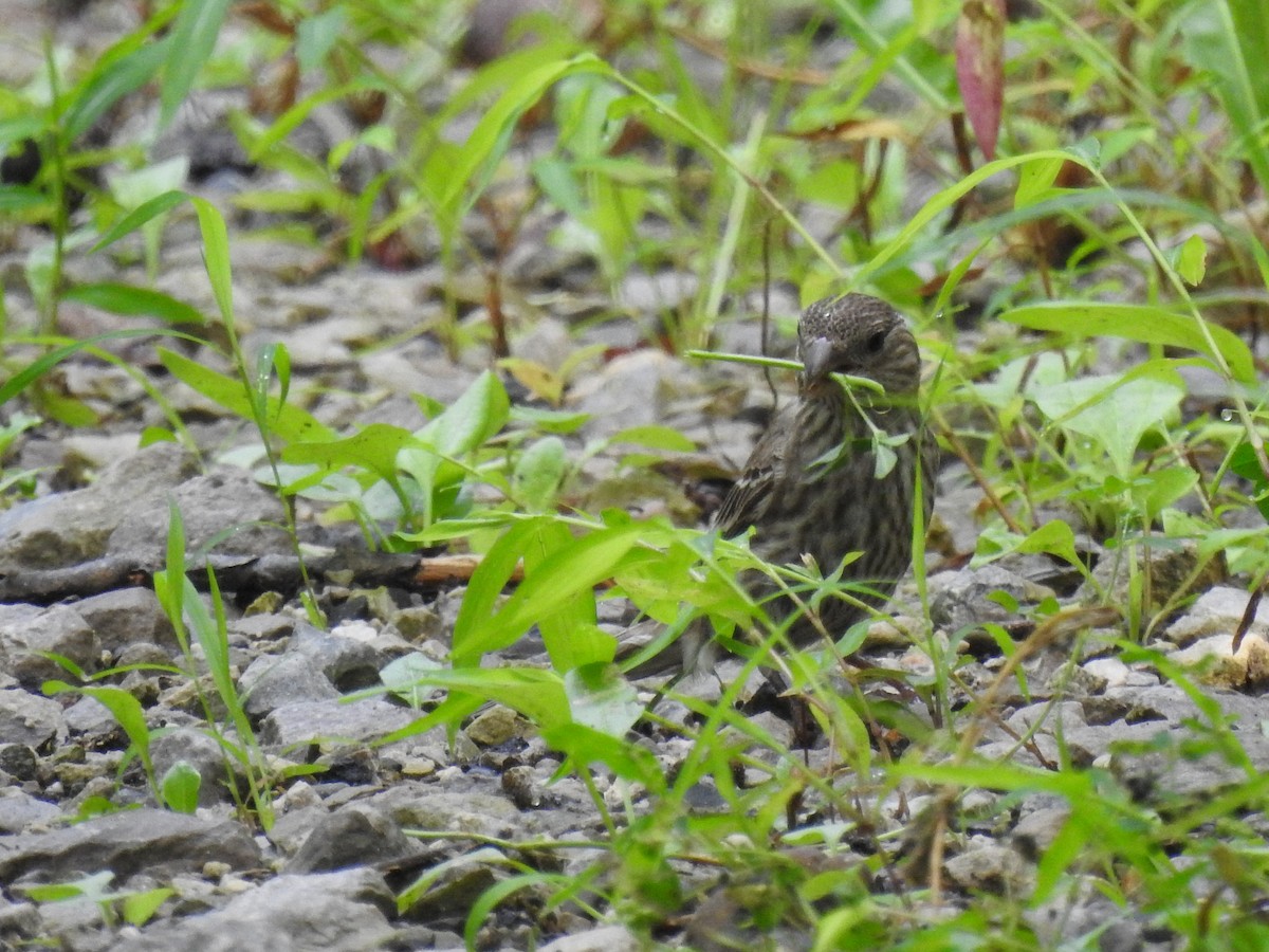 House Finch - ML638714515