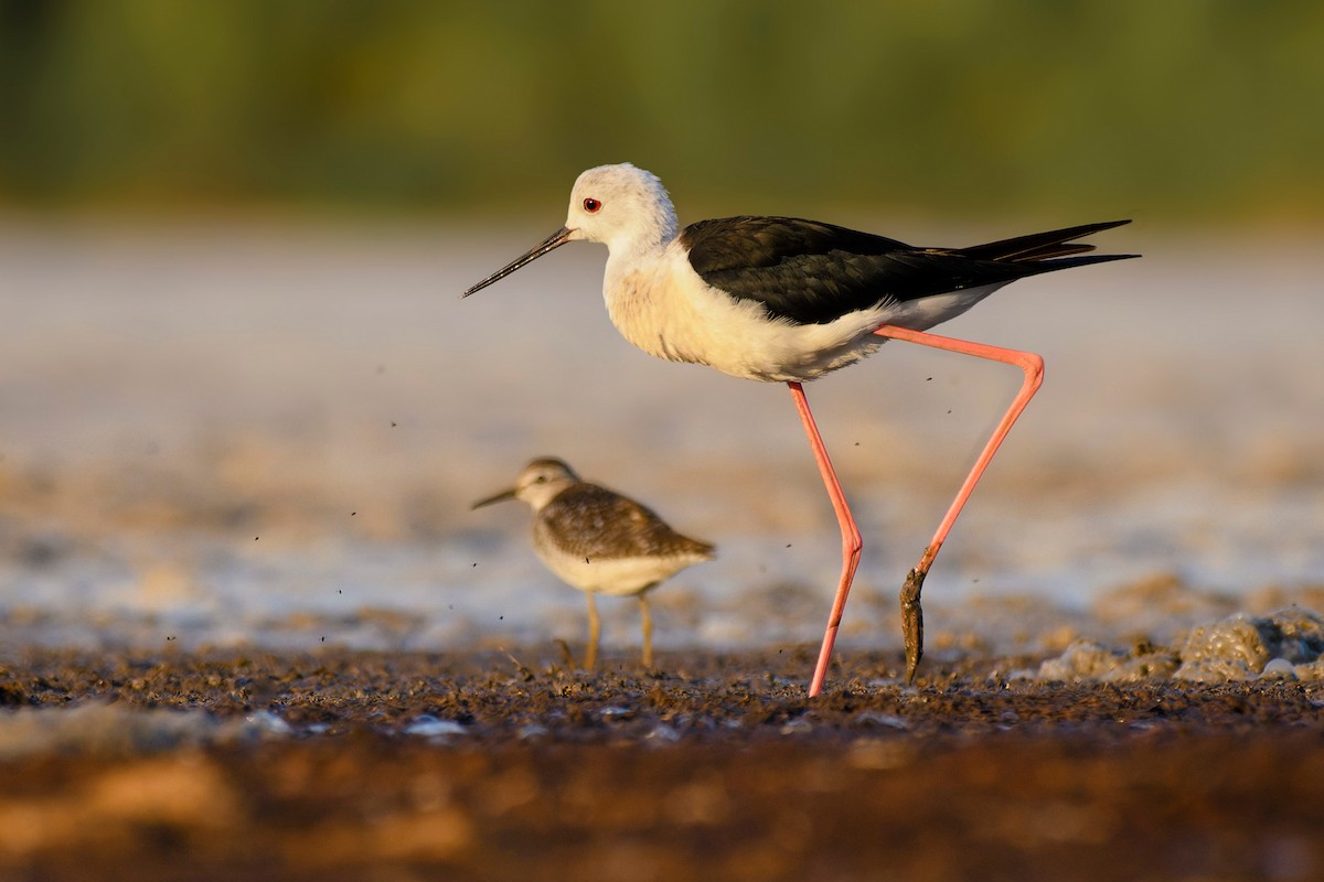 Кулик-довгоніг чорнокрилий - ML638714518