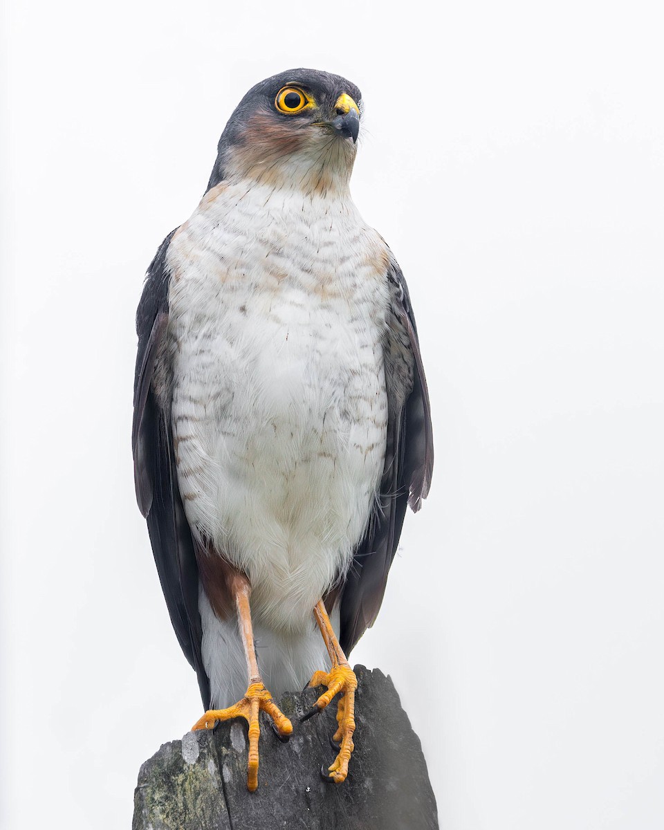 Sharp-shinned Hawk - ML638714621