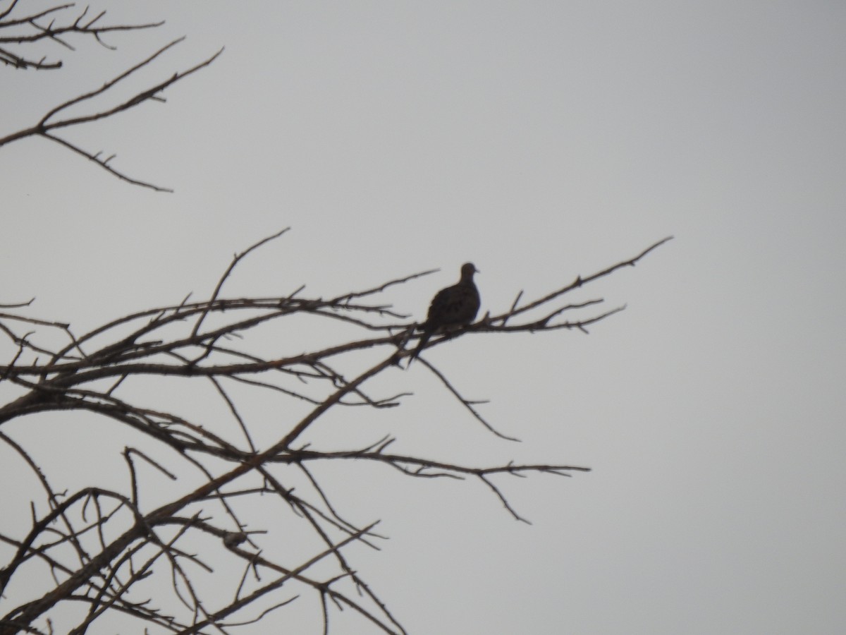 Mourning Dove - ML638714637