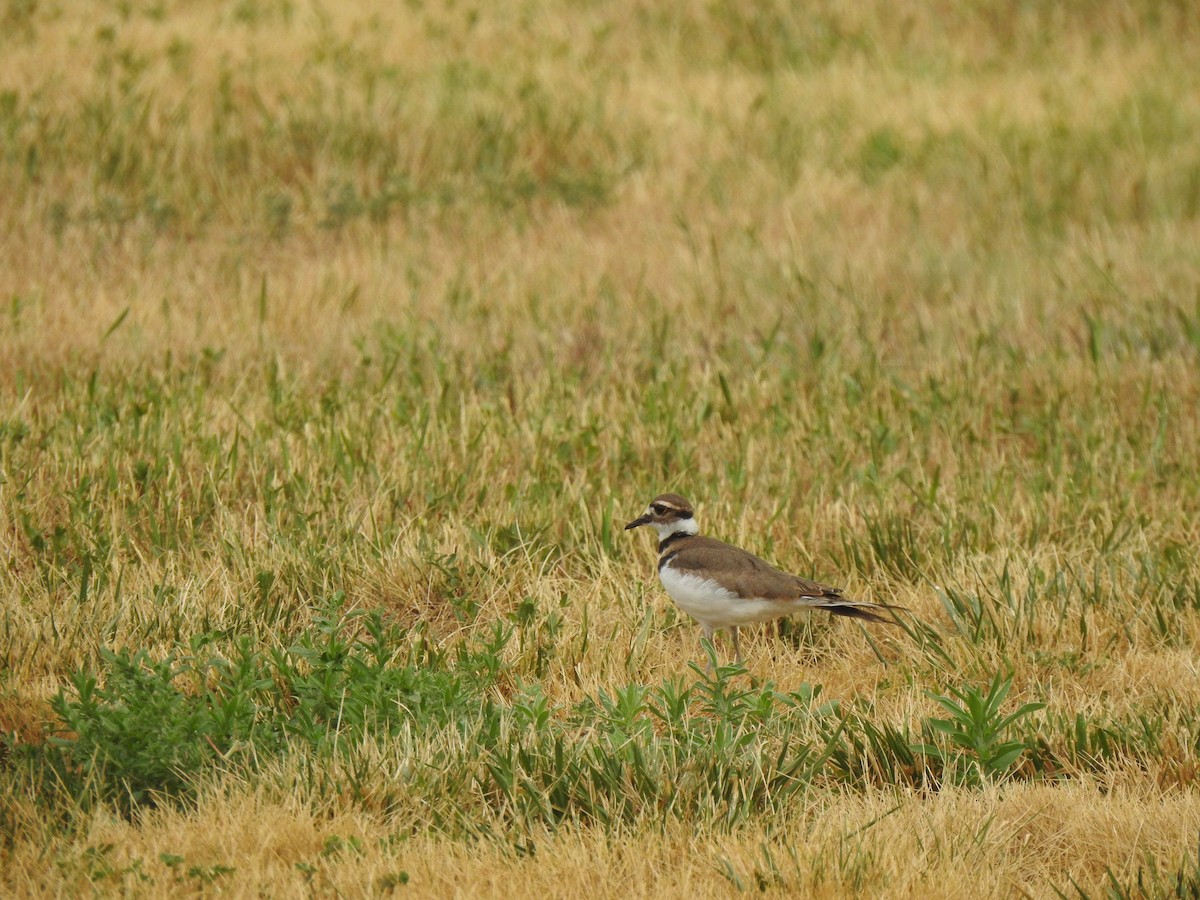 Killdeer - ML638714661