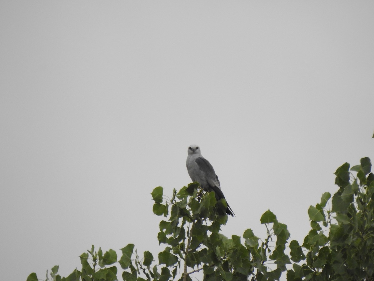 Mississippi Kite - ML638714665