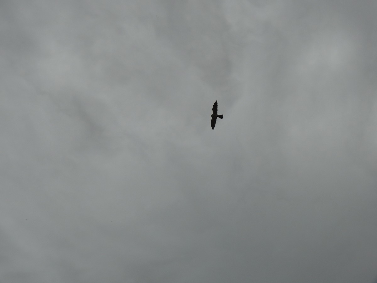 Mississippi Kite - ML638714667