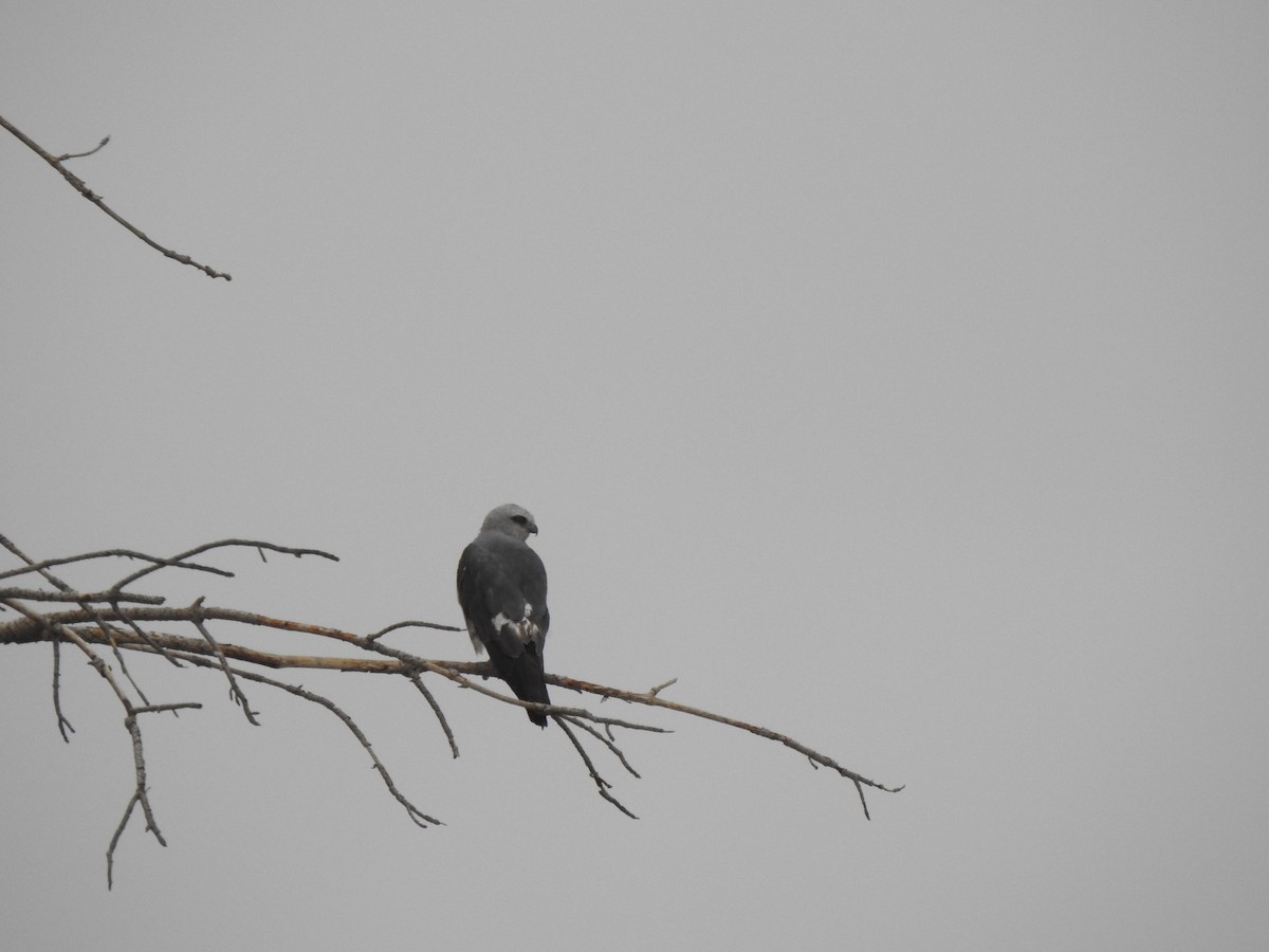 Mississippi Kite - ML638714668