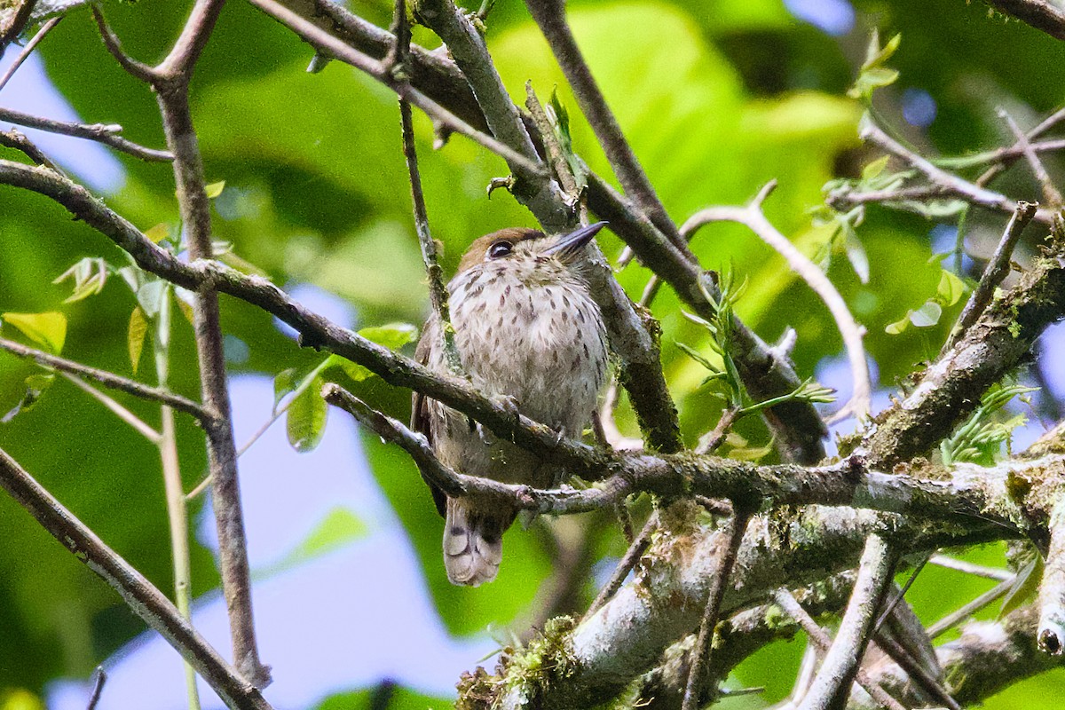 Streifenfaulvogel - ML638714677
