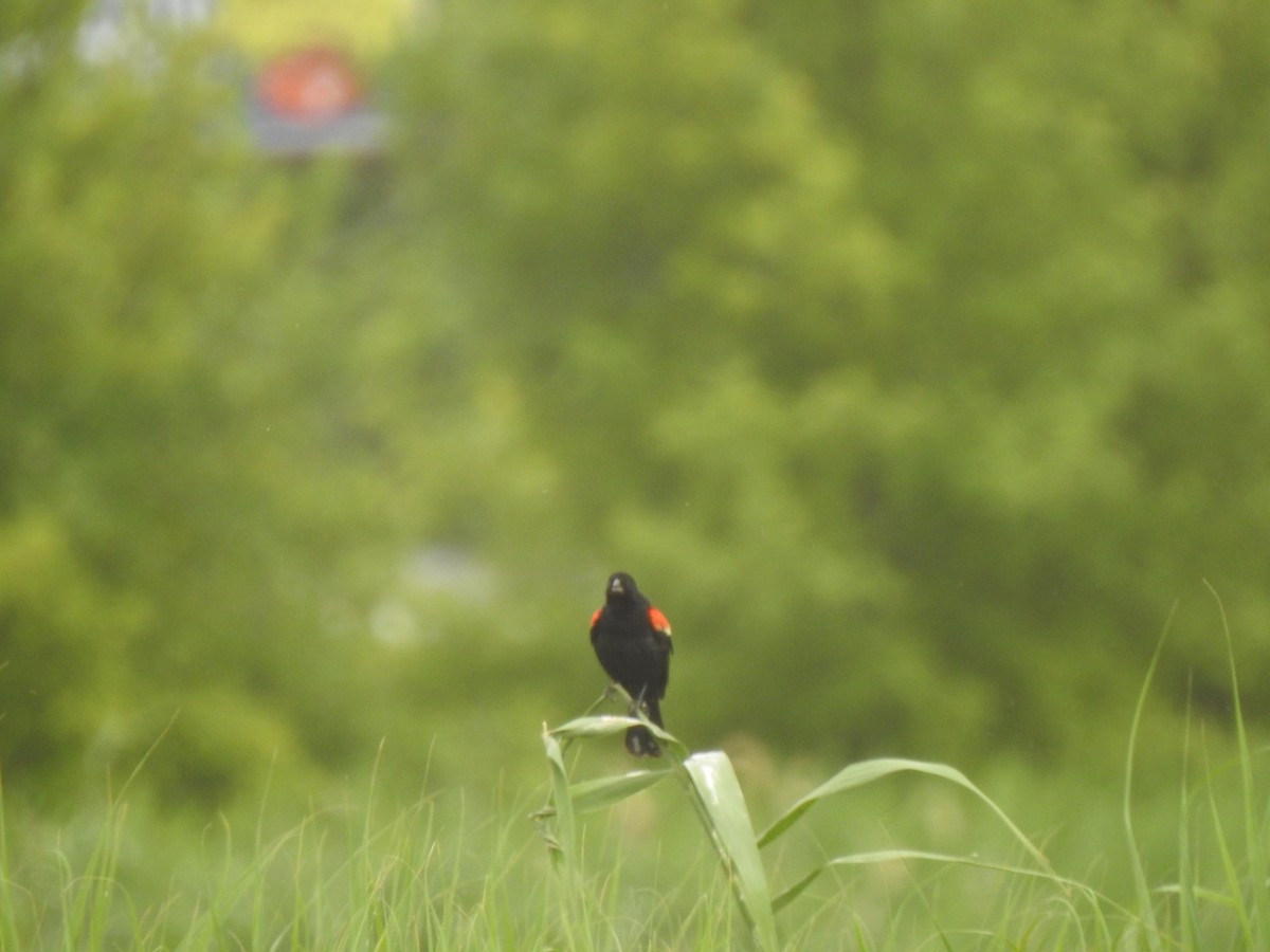 Red-winged Blackbird - ML638714679