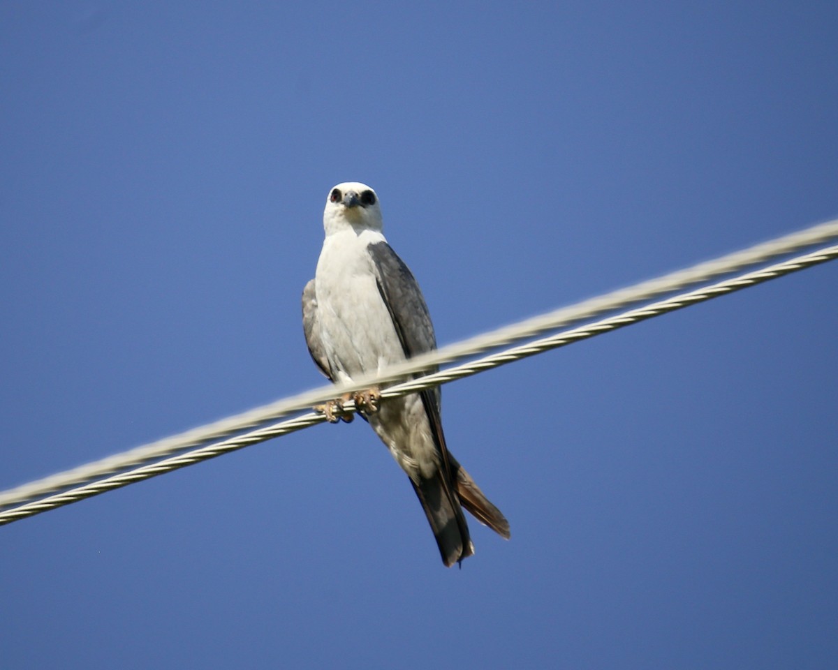 Mississippi Kite - ML638714727