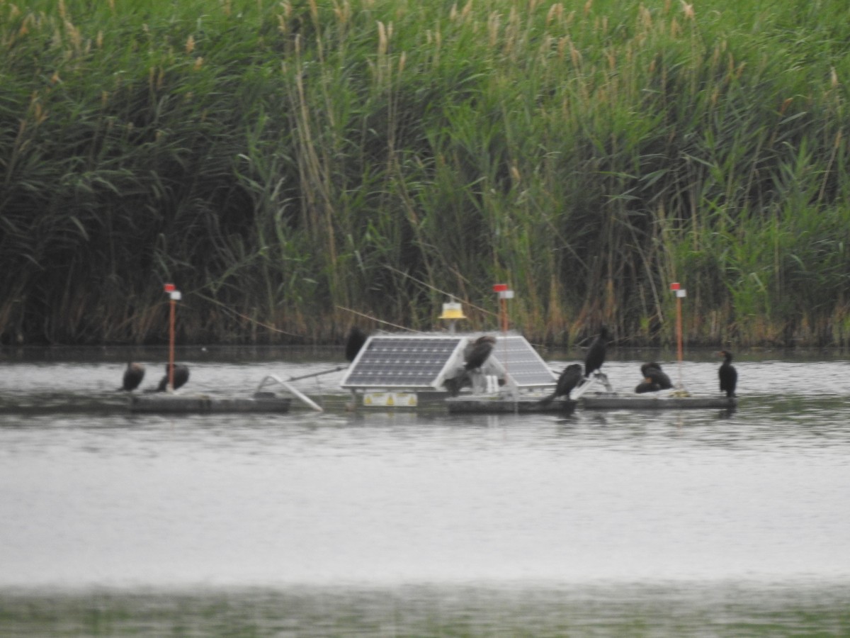 Double-crested Cormorant - ML638714756