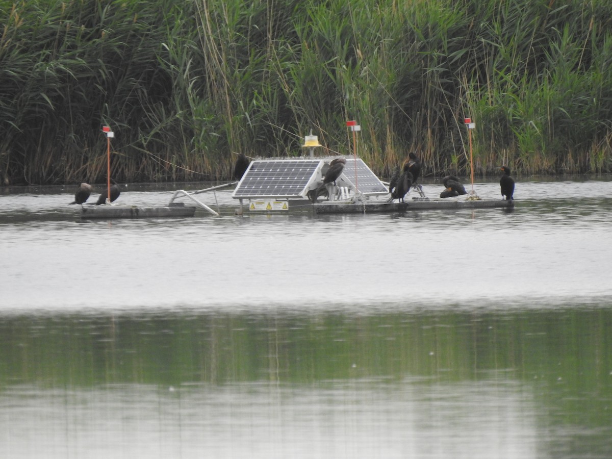 Double-crested Cormorant - ML638714757