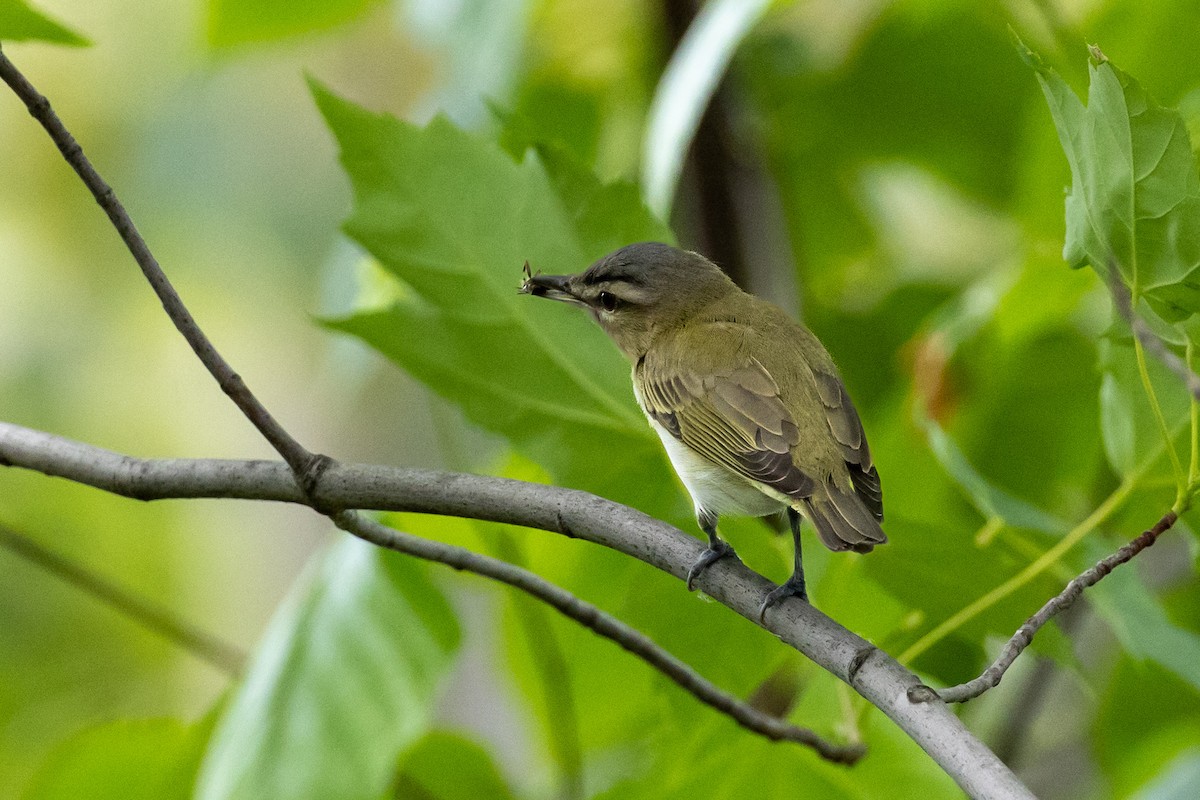 Red-eyed Vireo - ML638714790
