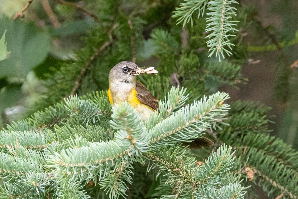 American Redstart - ML638714793