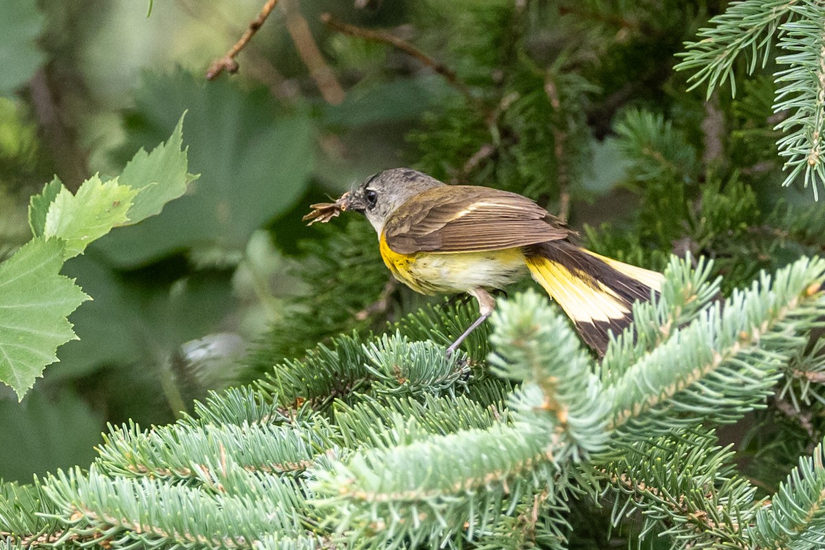 American Redstart - ML638714800